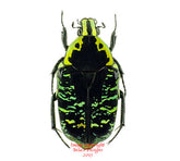Euchroea coelestis (Madagascar)